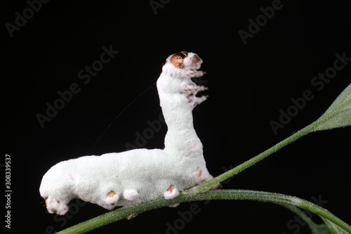 white silkworm in the wild