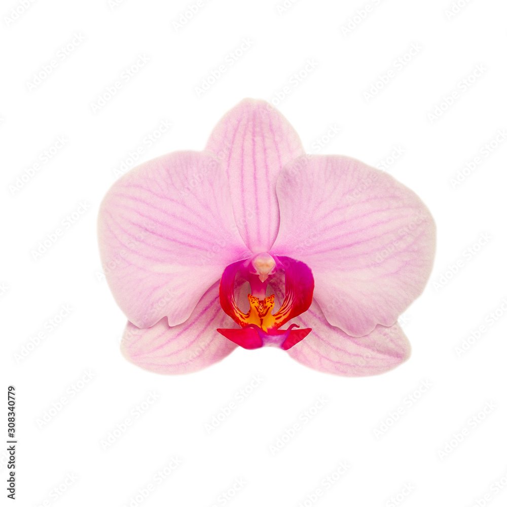 blooming beautiful pink Orchid flower closeup isolated on white background blooming beautiful pink Orchid flower closeup isolated on white background