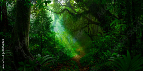 Fototapeta Naklejka Na Ścianę i Meble -  Deep tropical jungle in darkness