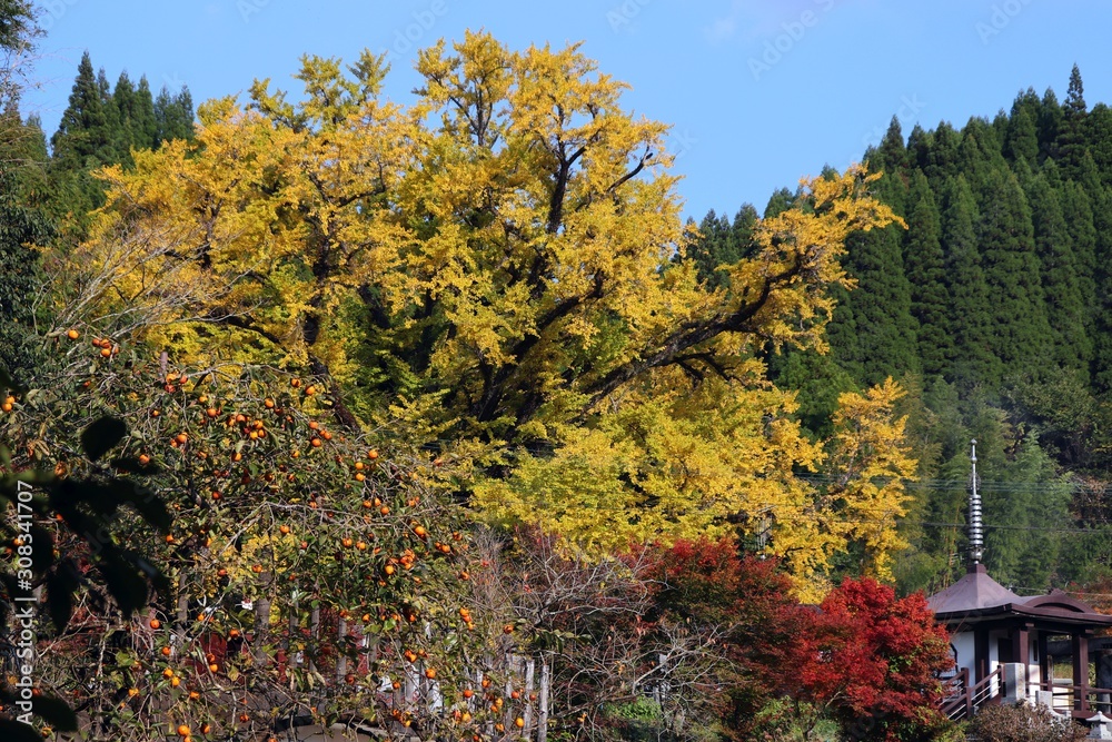 Obraz premium 小国町 下城の大イチョウ