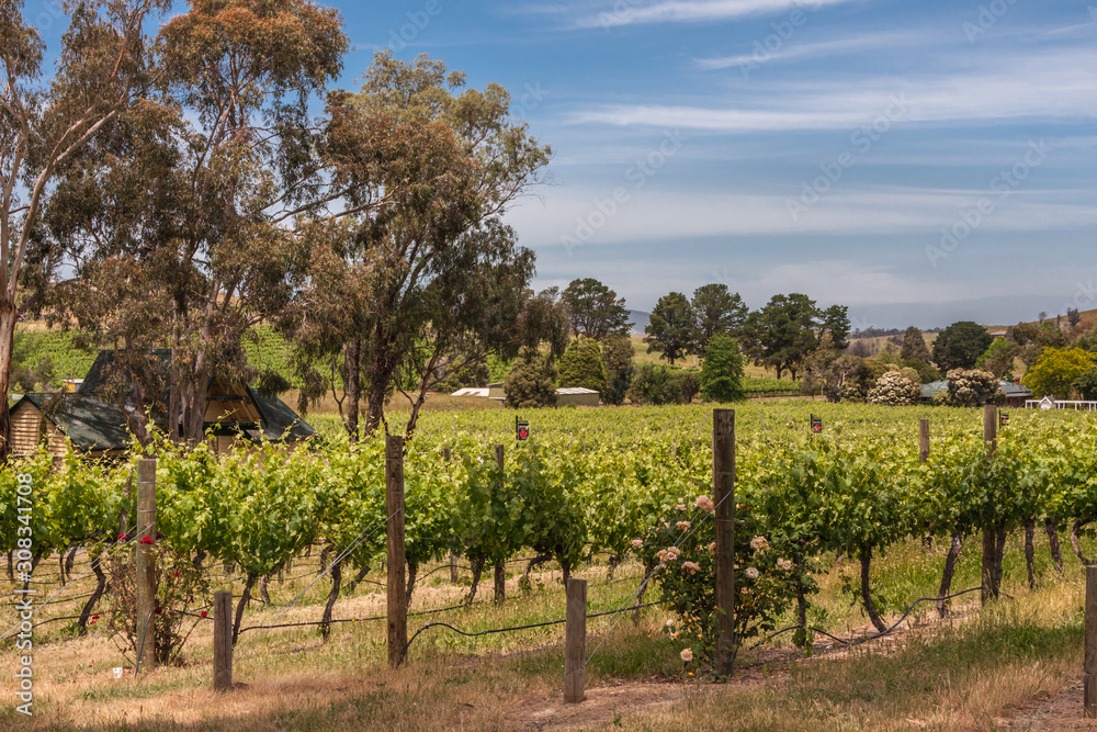 Melbourne, Australia - November 15, 2009: Outside city near Mount Dandenong. Vineyard with rows of growing grapes in hilly landscape with trees sprinkled around under blue cloudscape.
