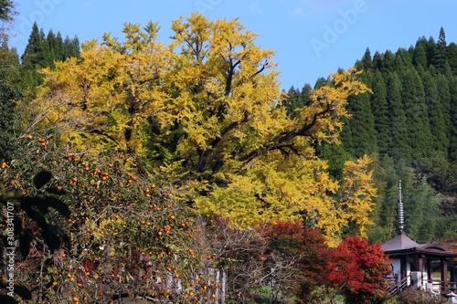 小国町　下城の大イチョウ