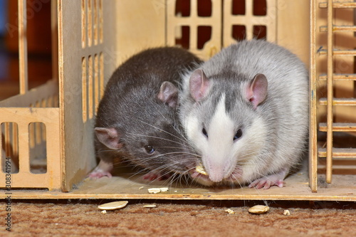 Black rat and gray rat in the house eating seeds