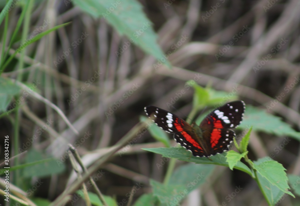 Mariposa negra con rojo Mariposa negra con rojo