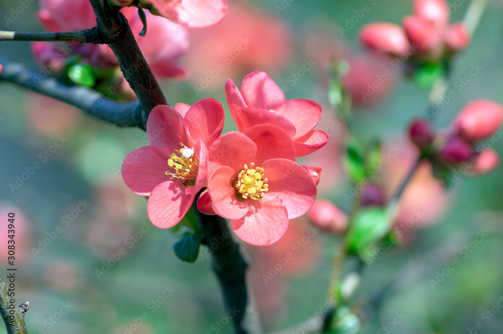 Obraz premium Ornamental flowering shrub Chaenomeles japonica cultivar superba with beautiful light pink petals and yellow center