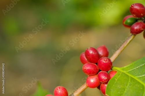 Close up bean coffee in nature