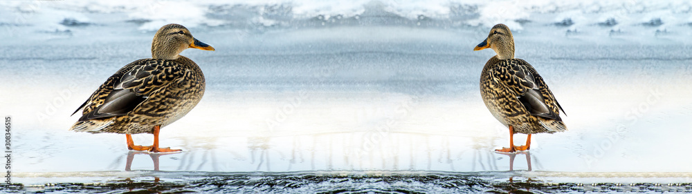 Anas platyrhynchos female mallard duck on a frozen lake in winter - background panorama long Anas platyrhynchos female mallard duck on a frozen lake in winter - background panorama long