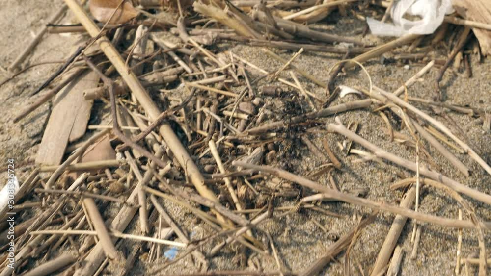 Plastics; twigs and other trash on the beach Plastics; twigs and other trash on the beach