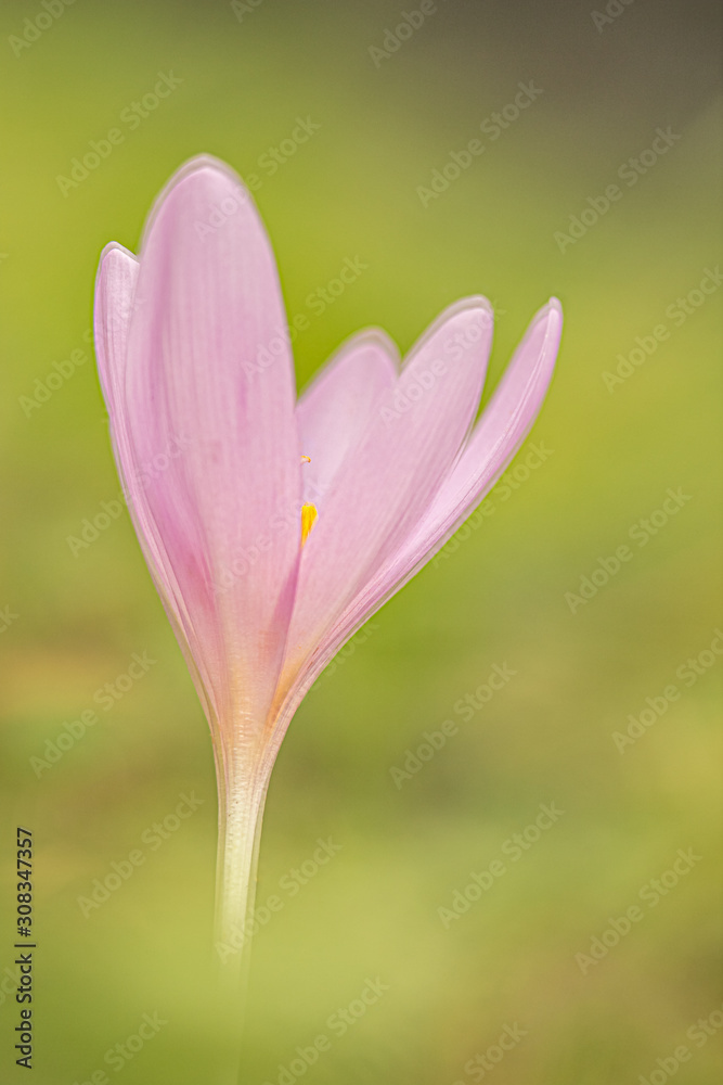 Lonely flower Lonely flower