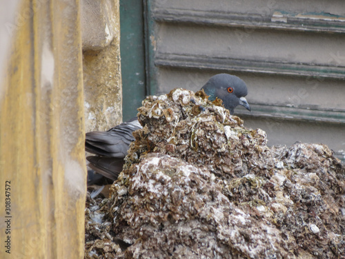 pigeon guano excrements photo