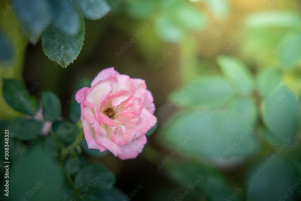 Roses in the garden