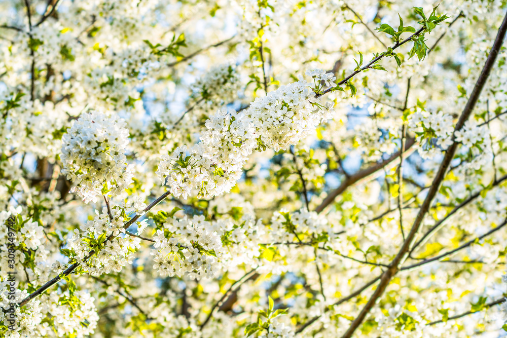 White flowers of sour cherry tree in Spring White flowers of sour cherry tree in Spring