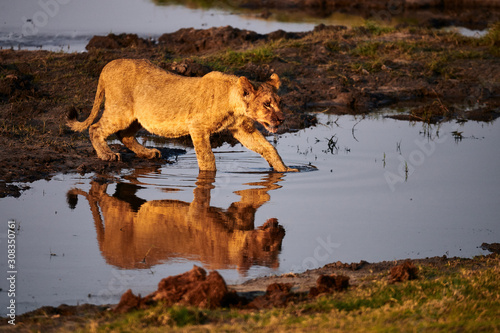 Lion cub (Panthera leo) crosses a pool of water.