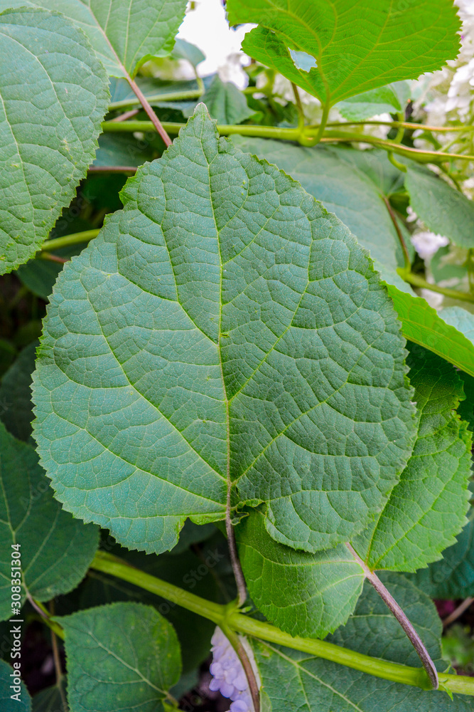 Green leaf of hydrangea shrub. Texture of leaf of hortensia flower plant Green leaf of hydrangea shrub. Texture of leaf of hortensia flower plant