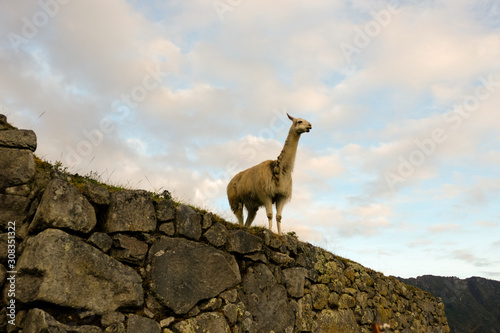 Llama stands on stone wall Machu PIcchu © Gail