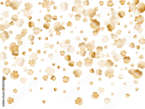Macro scallop, bivalve pearl shell, marine mollusk isolated on white wild life nature background.