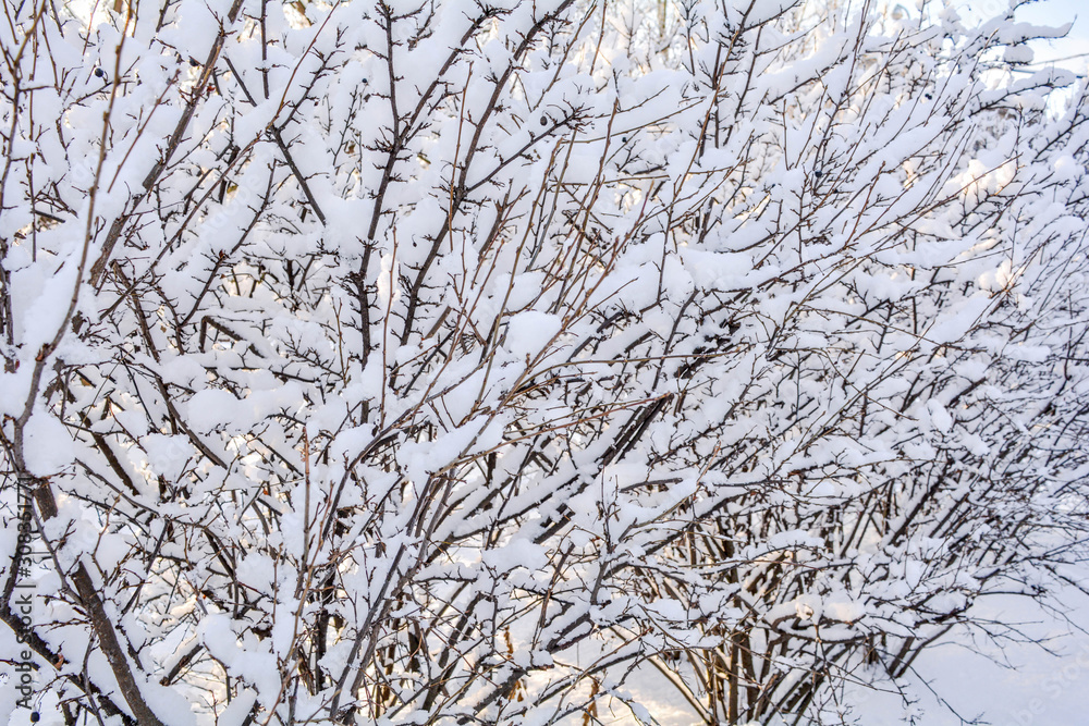 Snow covered bush branches. Fluffy snow on tree branches Snow covered bush branches. Fluffy snow on tree branches