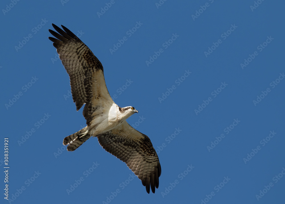 Ospray (Pandion haliatus) Flying in Blue Sky Ospray (Pandion haliatus) Flying in Blue Sky