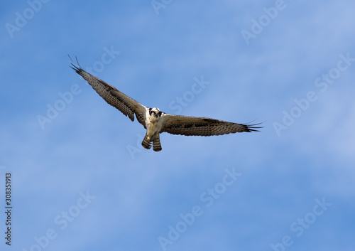 Ospray  Pandion haliatus  Flying in Blue Sky