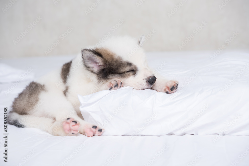 The dog sleeps in bed. The dog sleeps in bed.