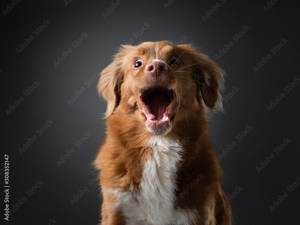 funny dog face screaming. catches food. happy Nova Scotia Duck Tolling Retriever in studio
