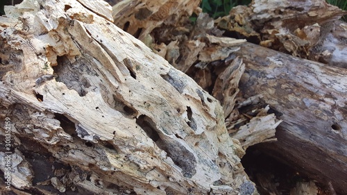 Textura com tronco de madeira velha em tons de branco, cinza e marron.