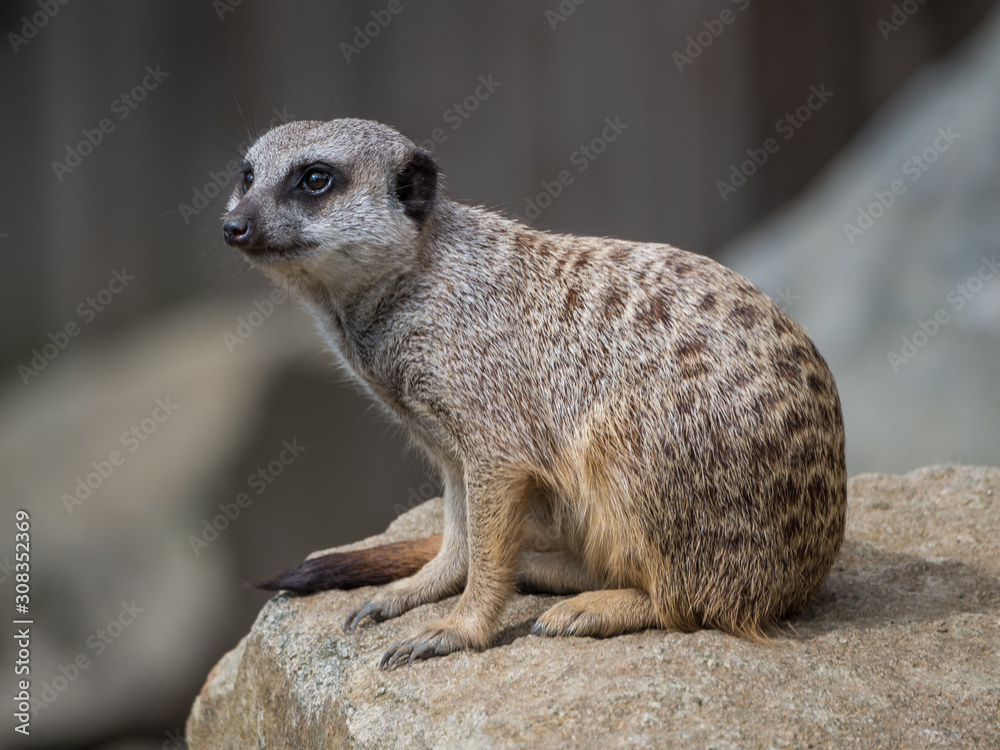 Fototapeta premium Edynburg / Szkocja - 23 sierpnia 2019: Surykatka w zoo w Edynburgu