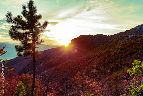 Beautiful orange and red autumn forest