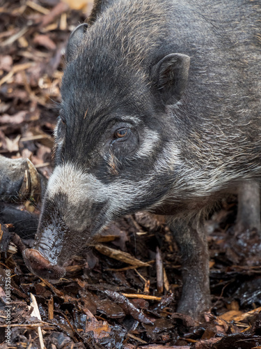 Edynburg / Szkocja - 23 sierpnia 2019: Świnia wisajska w zoo w Edynburg