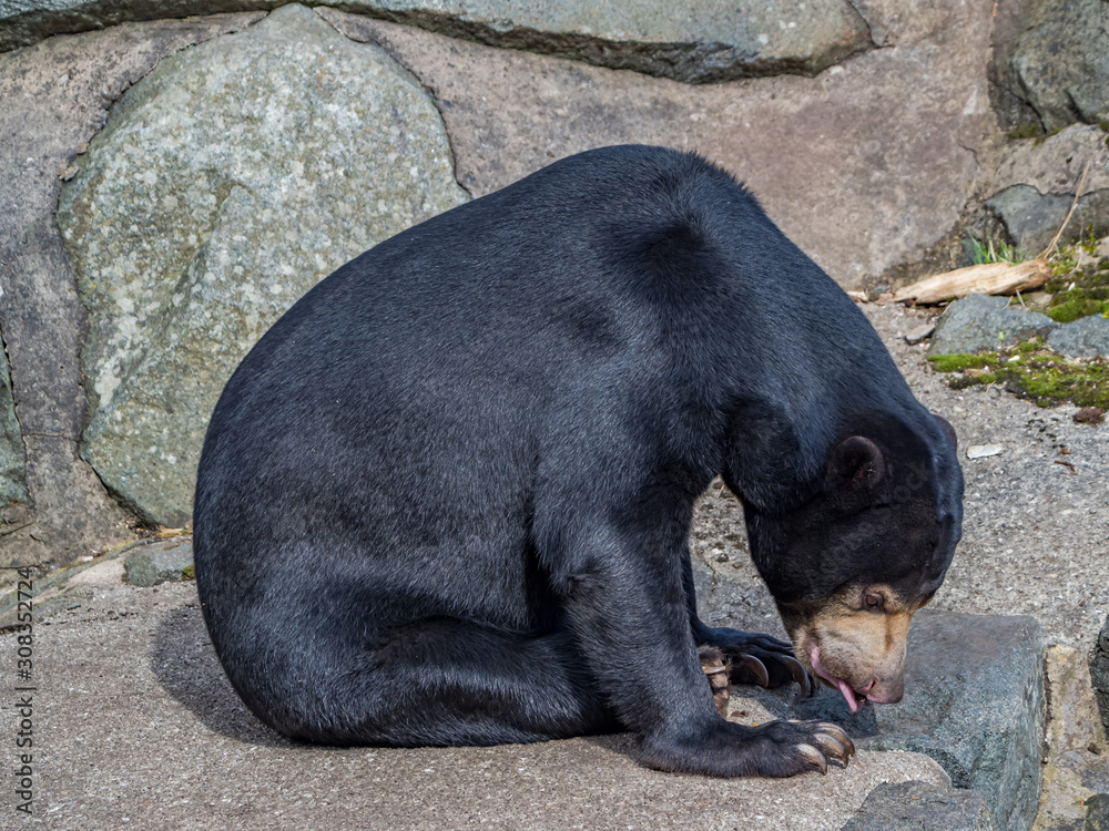 Edynburg / Szkocja - 23 sierpnia 2019: Niedżwiedź w zoo w Edynburgu
