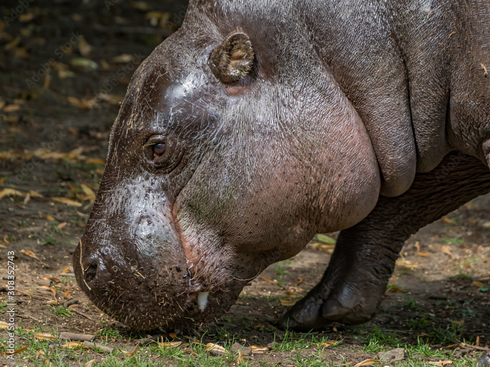 Edynburg / Szkocja - 23 sierpnia 2019: Hipopotam w zoo w Edynburgu Edynburg / Szkocja - 23 sierpnia 2019: Hipopotam w zoo w Edynburgu