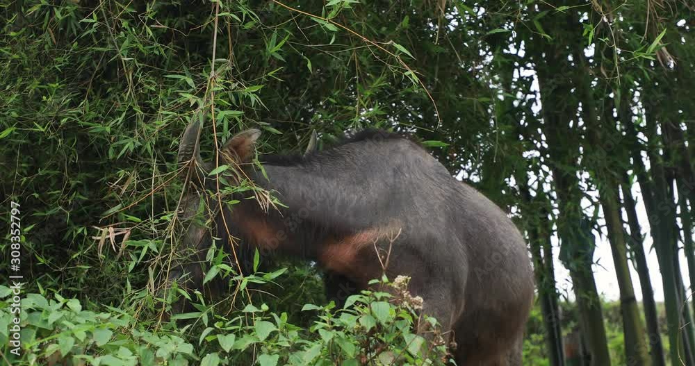 A water buffalo in Sapa, Vietnam