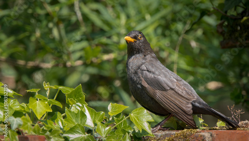 Male European Blackbird © smartin69