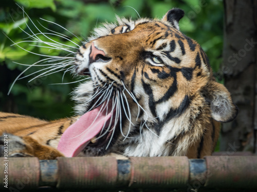 Edynburg / Szkocja - 23 sierpnia 2019: Tygrys w zoo w Edynburgu
