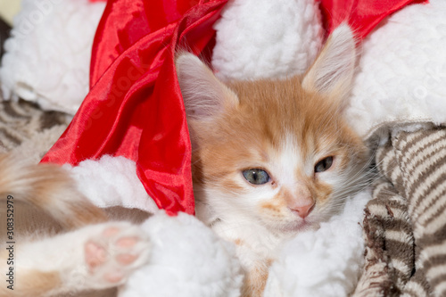 Gatito descansando tiernamente en un gorro de papa noel.   photo