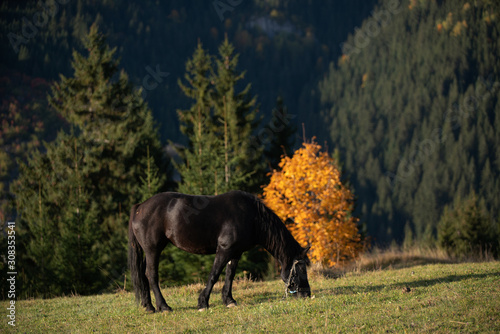 portrait of a black Friesian horse