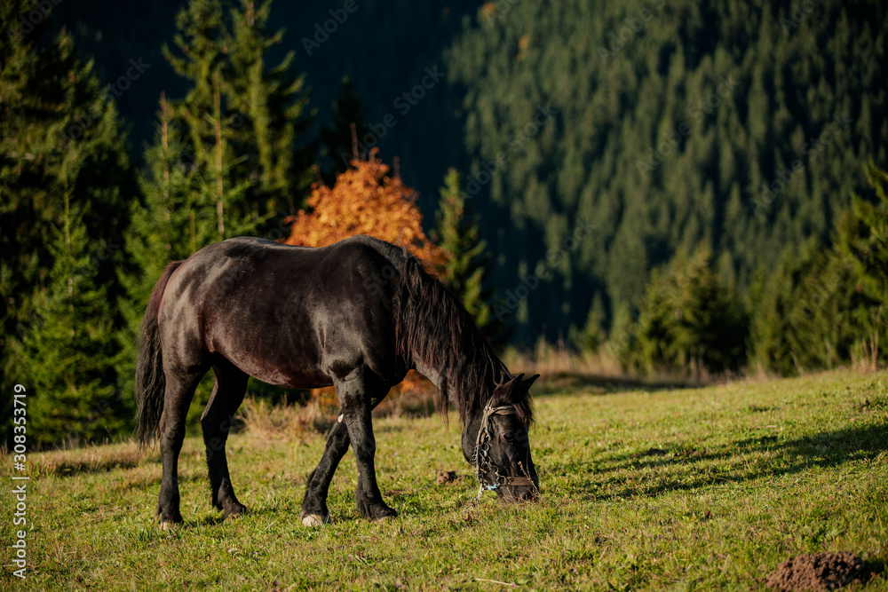 portrait of a black Friesian horse