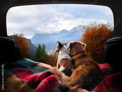 Canvas Print dog camping in the car