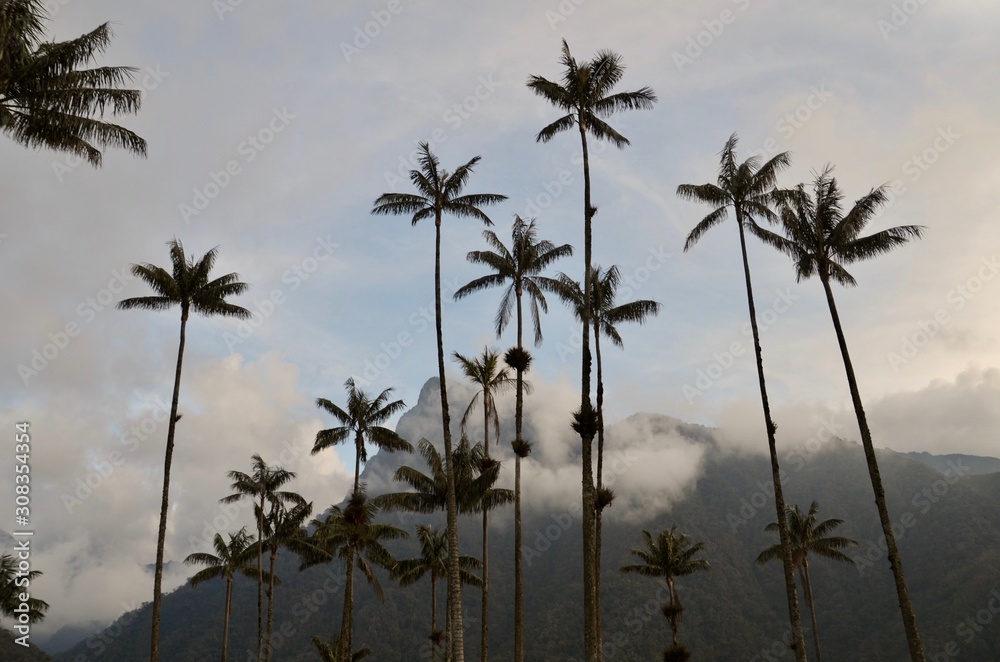 La palma de cera en el Quindio, Colombia