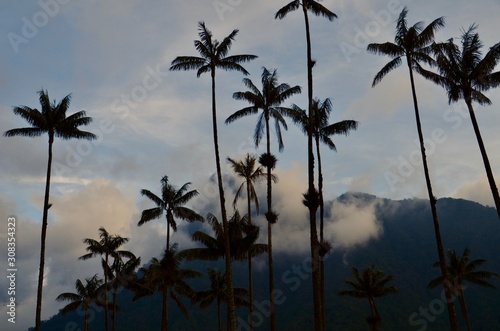 La palma de cera en el Quindio  Colombia