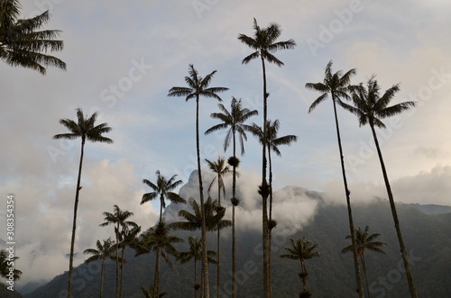 La palma de cera en el Quindio  Colombia