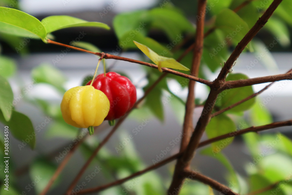 Red and Yellow Cermai or Star Gooseberry on tree close-up Red and Yellow Cermai or Star Gooseberry on tree close-up