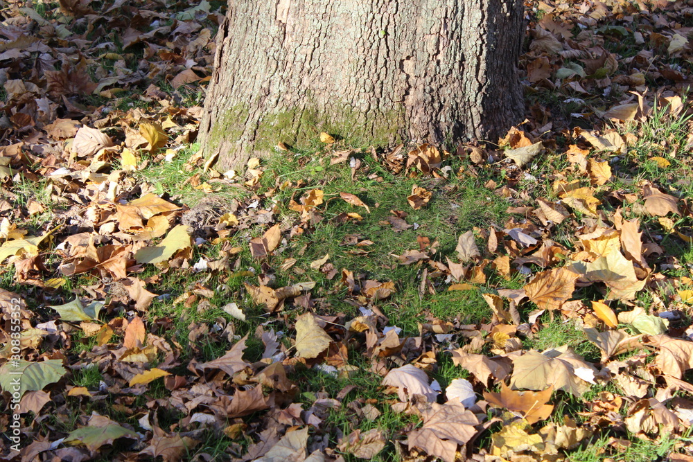 FALL TREES - VARIOUS COLORS, VARIOUS CLOSE UPS AND VARIOUS VISTAS FALL TREES - VARIOUS COLORS, VARIOUS CLOSE UPS AND VARIOUS VISTAS