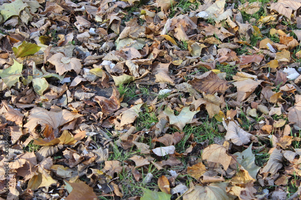 FALL TREES - VARIOUS COLORS, VARIOUS CLOSE UPS AND VARIOUS VISTAS FALL TREES - VARIOUS COLORS, VARIOUS CLOSE UPS AND VARIOUS VISTAS