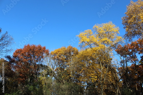 FALL TREES - VARIOUS COLORS, VARIOUS CLOSE UPS AND VARIOUS VISTAS