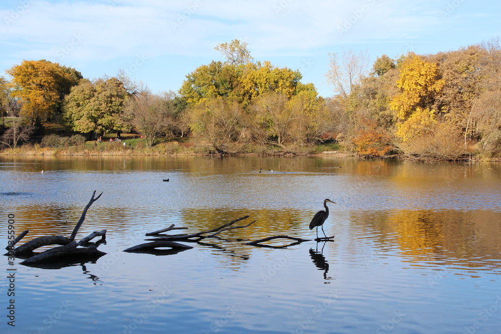 VARIOUS FALL TREES, ON WATER, WITH WATERFOWL AND WITH SKY VARIOUS FALL TREES, ON WATER, WITH WATERFOWL AND WITH SKY
