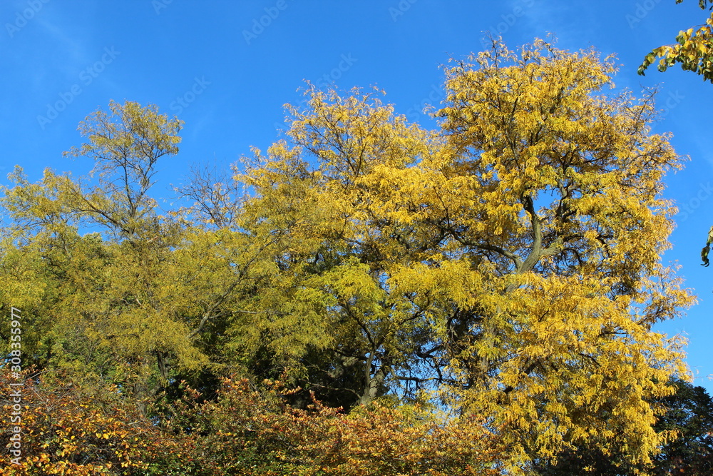 VARIOUS FALL TREES, ON WATER, WITH WATERFOWL AND WITH SKY