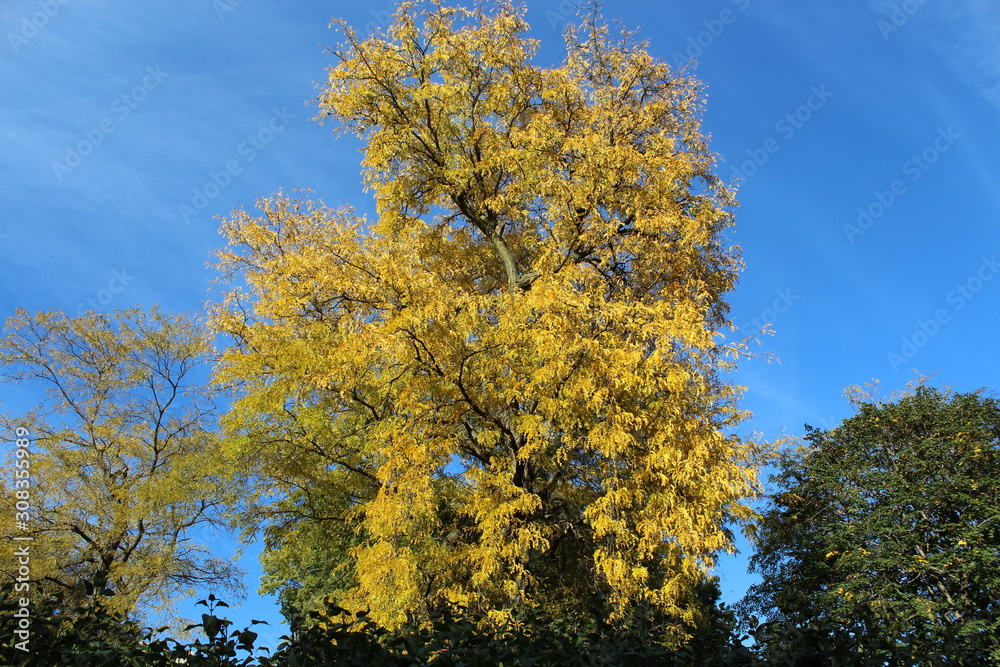 VARIOUS FALL TREES, ON WATER, WITH WATERFOWL AND WITH SKY VARIOUS FALL TREES, ON WATER, WITH WATERFOWL AND WITH SKY