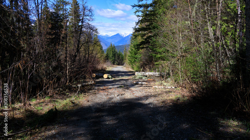 Tree logs cut up on service road