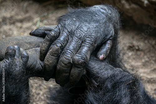 Chimpanzee hand